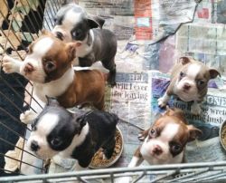 Gorgeous Boston Terrier puppies for sale. they