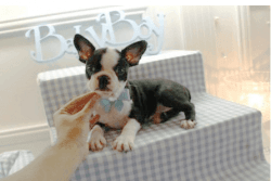 Beautiful Boston Terriers!!! Puppy Financing Now!!