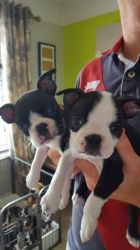 Boston terrier now available