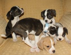 Boston Terrier Puppies - AKC Champion Line