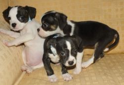 Boston Terrier Puppies AKC Ready For Adoption