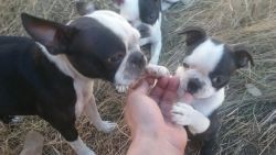 1 female Boston Terrier/ one sixteenth chihuahua for sale