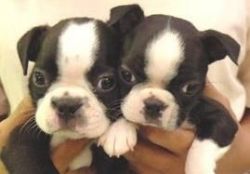 BOSTON TERRIERS......RARE.....CHOCOLATE AND WHITE PUPPIES