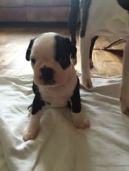 Boston Terrier Pups For Sale