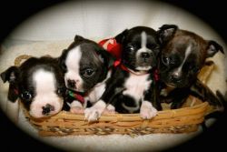 CKC Boston Terrier Christmas Puppies
