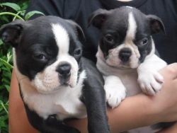 male and female boston terrier
