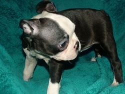 Sweet Male and female Boston Terrier puppies