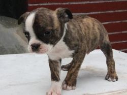Akc Trained Boston Terrier Puppies For Sale