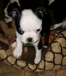 cute Boston Terrier puppies for you.