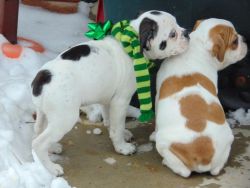boston bulldog pups -1 male, 1 female - available for placement now