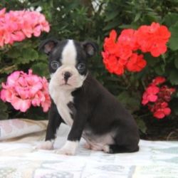 Boston Terrier Purebred Puppies for Sale!
