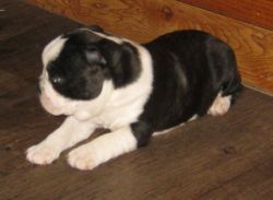 Adorable AKC Boston Terrier puppies for sale