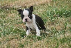 Boston Terrier Puppies For New Homes