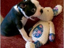 1 Adorable Male Boston Puppy Left From 2