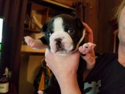 Baby ckc boston terrier pups