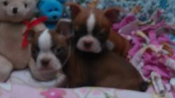 Red Boston Terrier male puppy