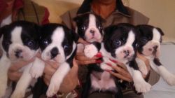 5 Beautiful Boston Terrier Puppies For Sale!