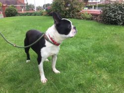 cute male and female Boston Terrier for stud