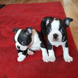 beautiful Boston Terrier Puppies for sale
