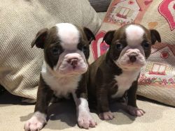 Kc Registered Red & White Boston Terrier Puppies