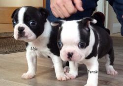 Boston Terrier Puppies For Sale!
