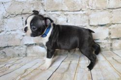 Home Trained Boston Terrier Puppies Available