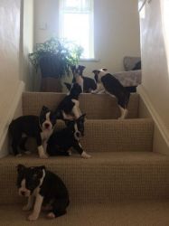 Boston terrier girls and boys puppies