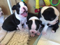 Ready Now One male and Female Left Boston Terriers Kc Reg