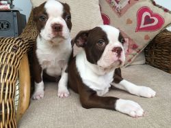 Kc Red & Whire Boston Pups 2 Left