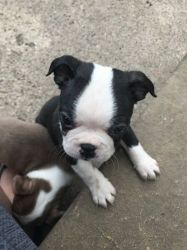 Ready Now*kc Registered Boston Terriers
