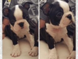 Ready Now Akc Registered Boston Terriers