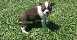 AKC Boston Terrier Puppies For Sale.