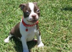 Very friendly and lovely Boston Terrier Puppies
