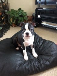 Boston Terrier Pup For Sale