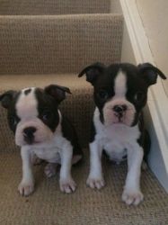 Male and female Boston puppies available