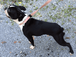 Two year old Boeton Terrier male