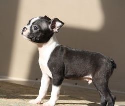 Friendly and lovely Boston Terrier Puppies