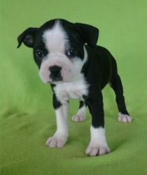 Well Trained Boston Terrier Puppies