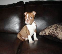 Boston Terrier Puppies For Lovely Families