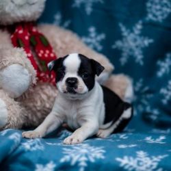 Boston Terrier Puppies For Sale