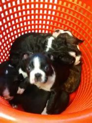 Boston terriers ***Only 2 left 1 female and 1 male****