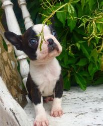 Boston Terrier Pups With Amazing Wildax Lines