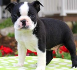 Boston Terrier puppies vet check papers text us on (xxx)-xxx-xxx