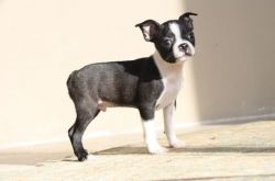 Sweet and loving Boston Terrier Puppies For Sale