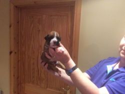boston Terrier puppies male and female ready to go
