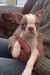 Kc Registered Champagne And Red Boston Terriers