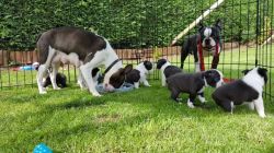 Amazing Boston Terrier Pupies Available now