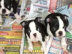Eeee adorable litter boston terrier puppies for sale
