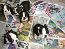 Boston terrier pups for sale. Ready to leave asap