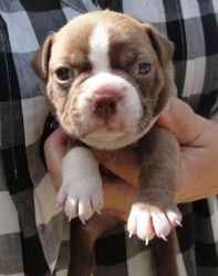 $1,000, Boston Terrier puppies - Black and whites, Red Whites